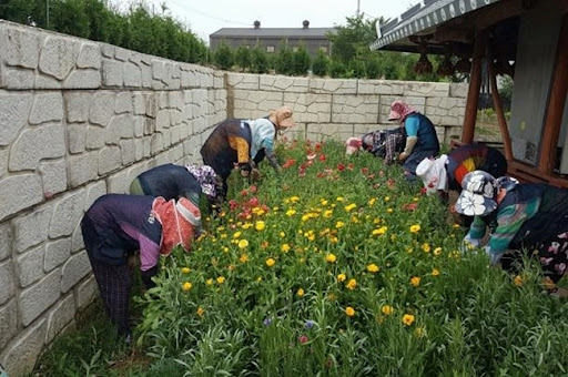 마을꽃밭.jpg